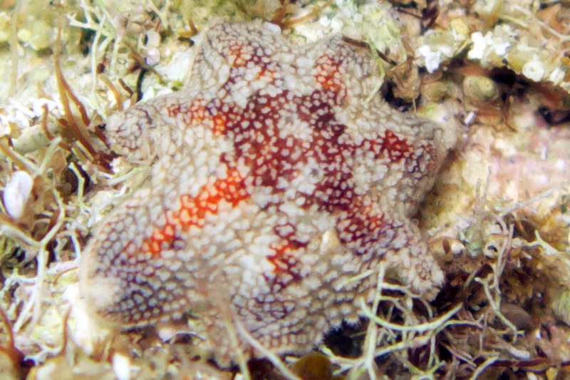 Aquilonastra sp. - from Cyprus